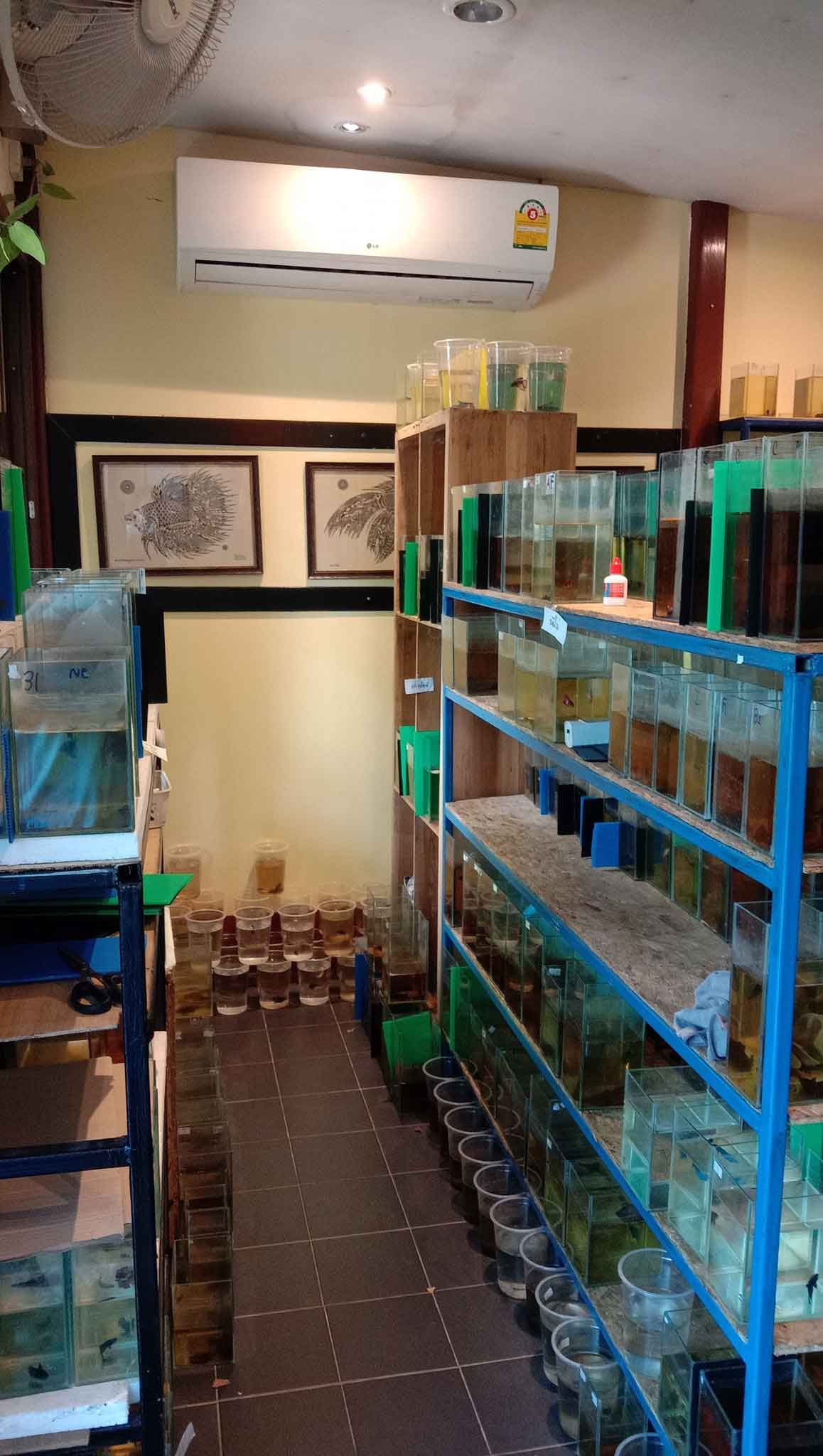 Export-ready betta tanks arranged inside AF Plakad Thai working area
